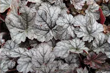 Heuchera micrantha 'Cinnabar Silver'