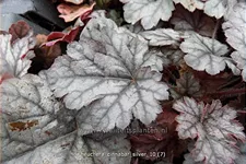 Heuchera micrantha 'Cinnabar Silver'