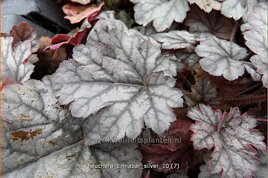 Heuchera micrantha 'Cinnabar Silver'