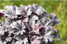 Heuchera micrantha 'Cinnabar Silver'