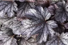 Heuchera micrantha 'Cinnabar Silver'