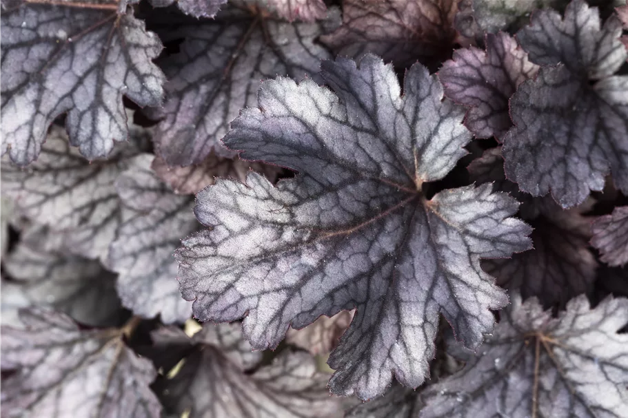 Heuchera micrantha 'Cinnabar Silver'