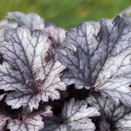 Heuchera micrantha 'Cinnabar Silver'