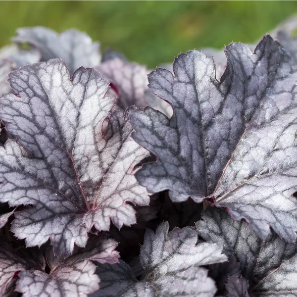 Heuchera micrantha 'Cinnabar Silver'