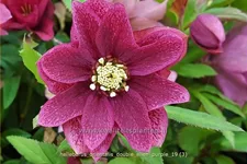 Helleborus orientalis 'Double Ellen Purple'