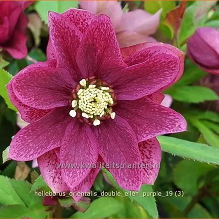 Helleborus orientalis 'Double Ellen Purple'
