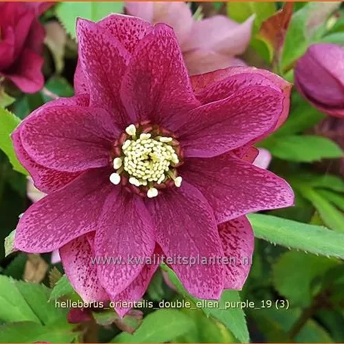Helleborus orientalis 'Double Ellen Purple'