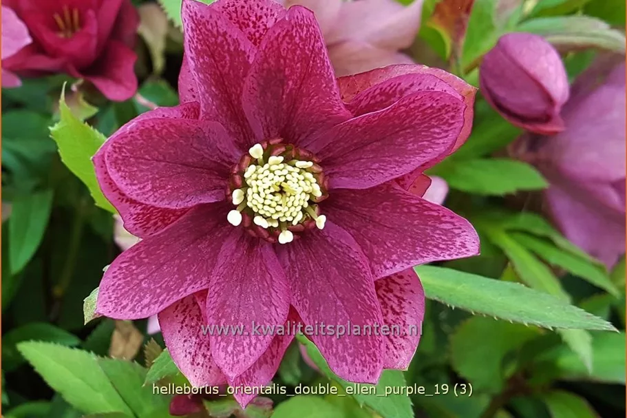 Helleborus orientalis 'Double Ellen Purple'
