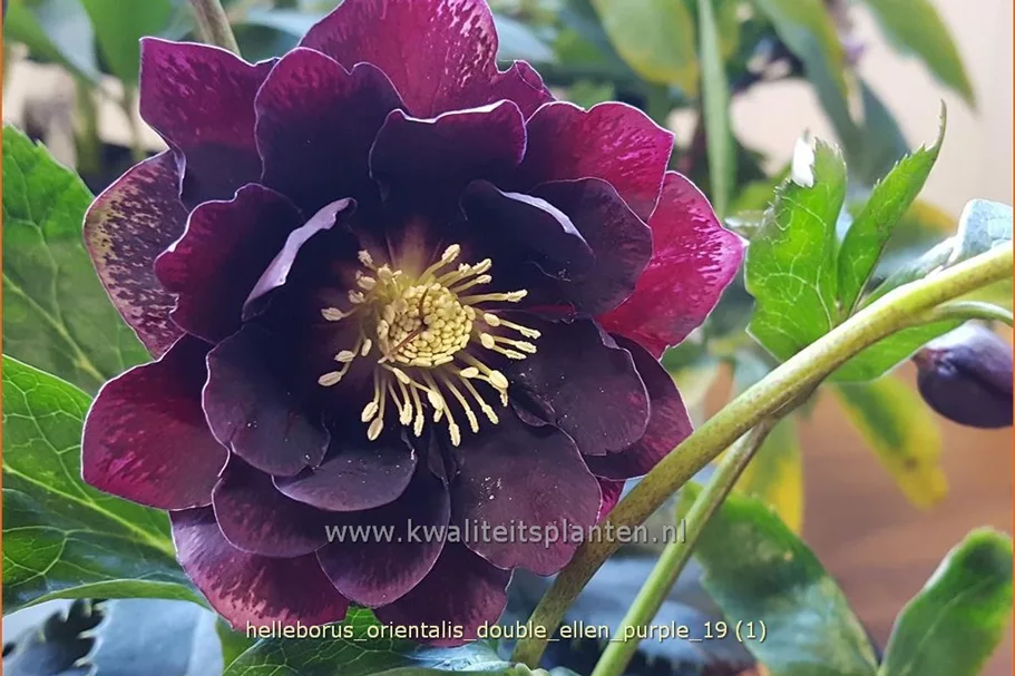 Helleborus orientalis 'Double Ellen Purple'