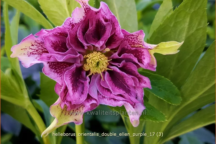 Helleborus orientalis 'Double Ellen Purple'