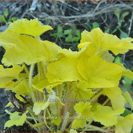 Heuchera villosa 'Citronelle'®