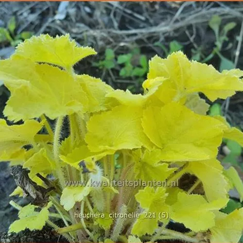 Heuchera villosa 'Citronelle'®
