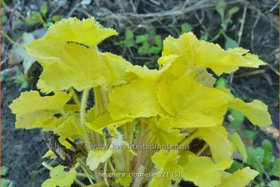 Heuchera villosa 'Citronelle'®