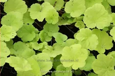 Heuchera villosa 'Citronelle'®