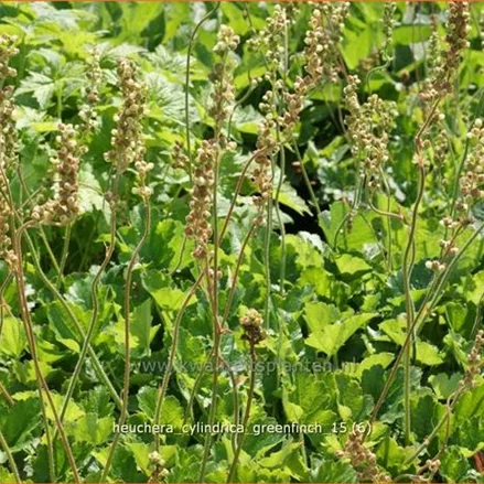 Heuchera cylindrica 'Greenfinch'