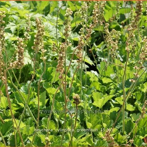 Heuchera cylindrica 'Greenfinch'