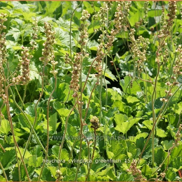 Heuchera cylindrica 'Greenfinch'