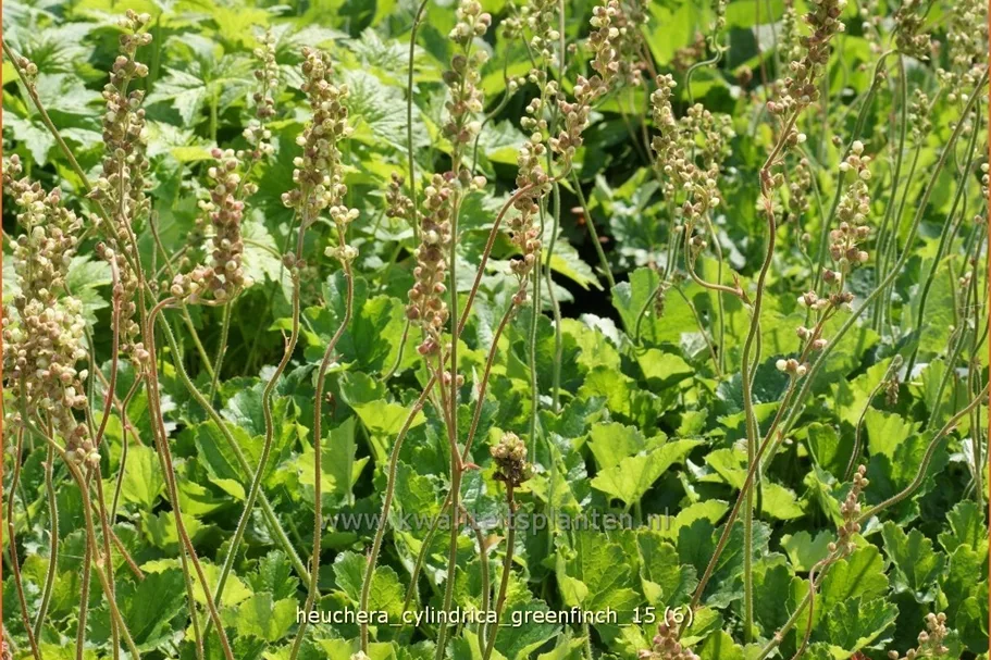 Heuchera cylindrica 'Greenfinch'