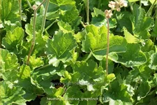 Heuchera cylindrica 'Greenfinch'