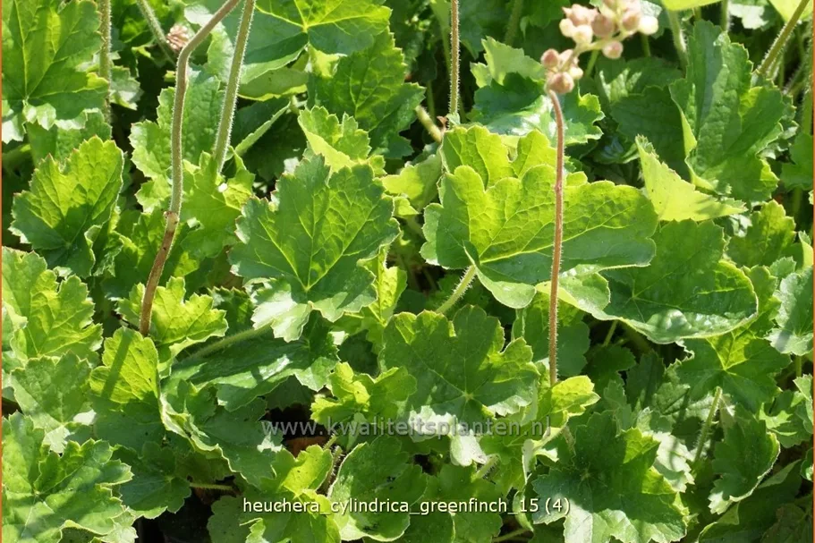 Heuchera cylindrica 'Greenfinch'