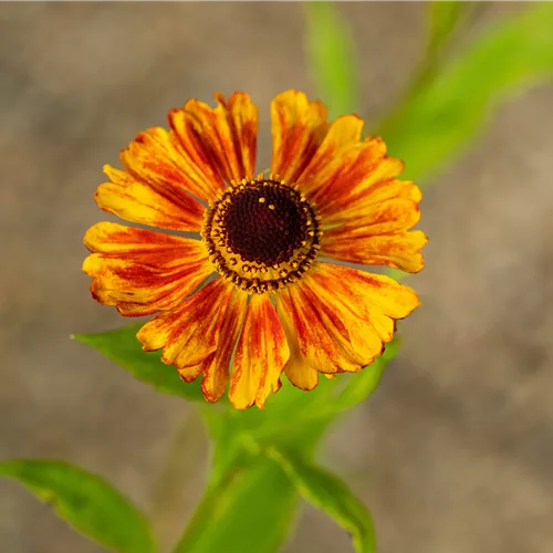 Helenium 'Wonadonga'