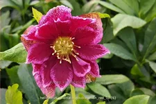 Helleborus orientalis 'Double Ellen Red'