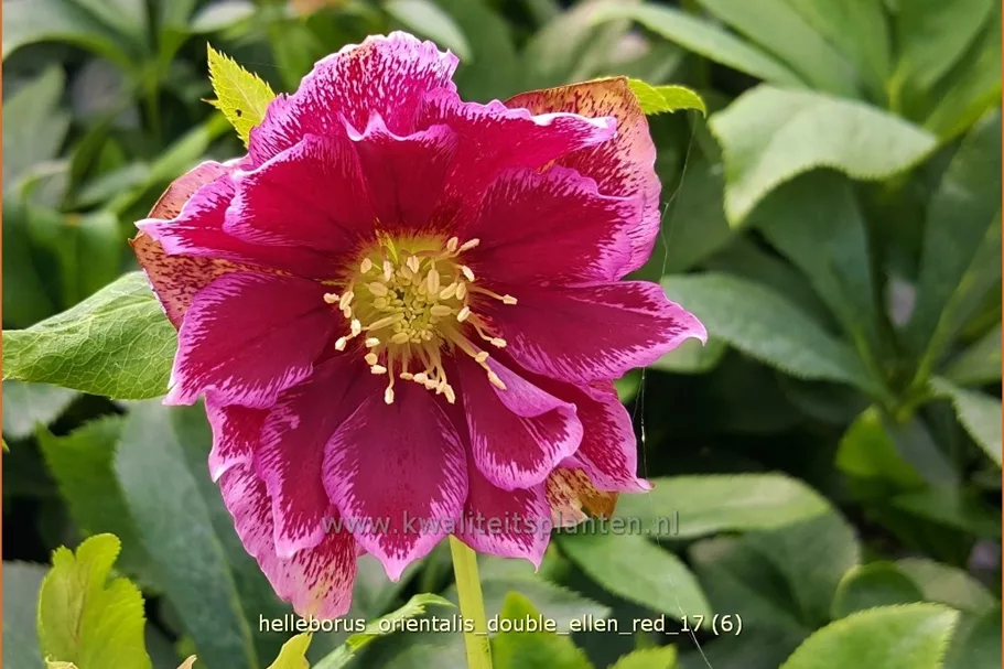 Helleborus orientalis 'Double Ellen Red'