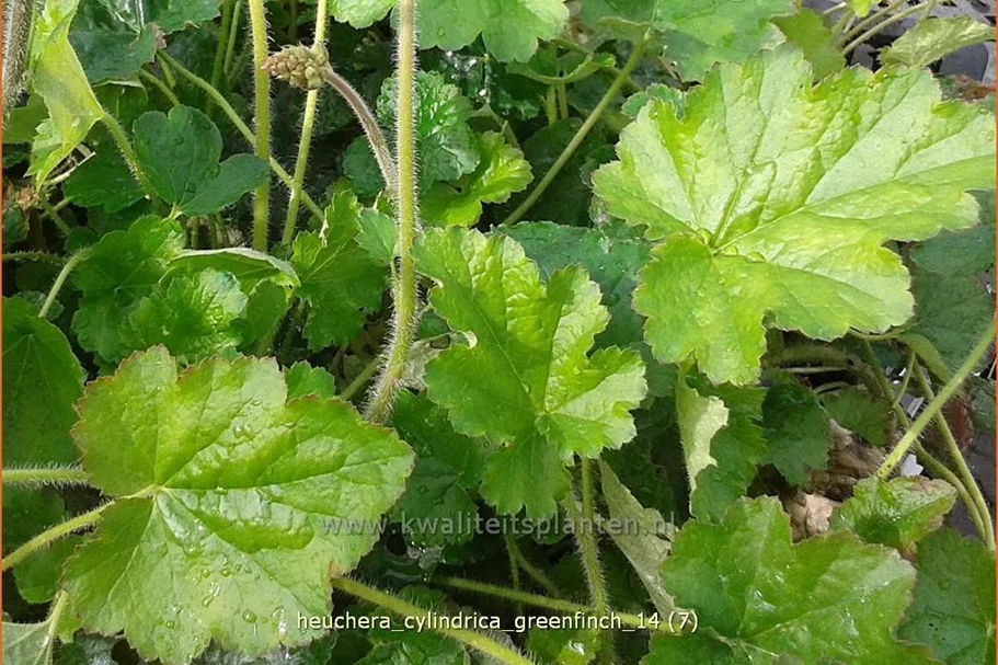 Heuchera cylindrica 'Greenfinch'