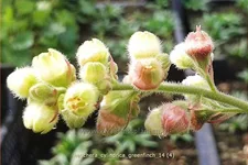 Heuchera cylindrica 'Greenfinch'
