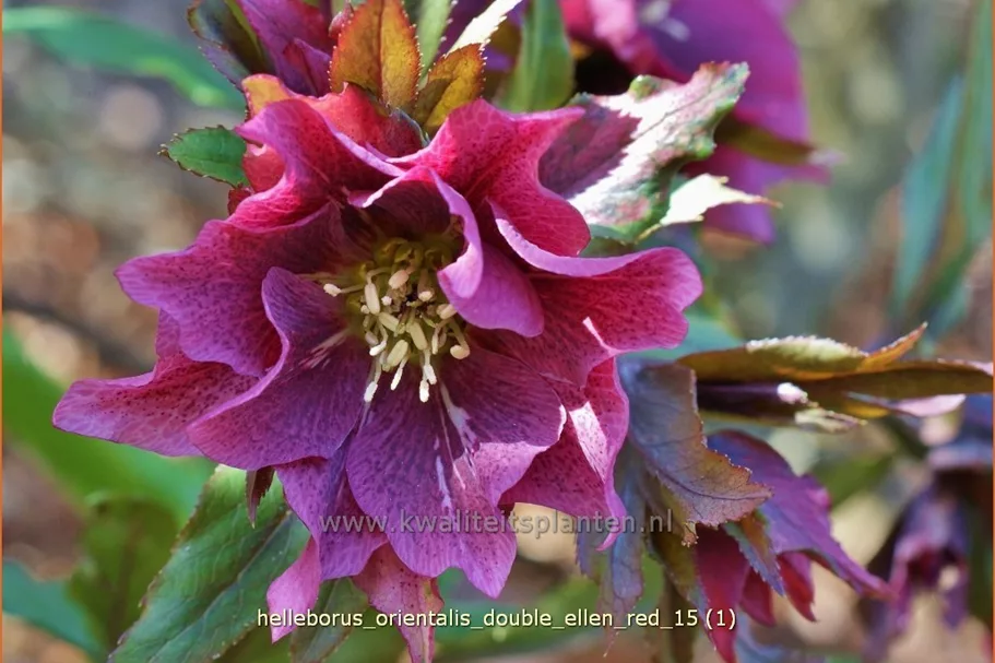 Helleborus orientalis 'Double Ellen Red'