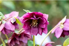 Helleborus orientalis 'Double Ellen Red'