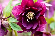 Helleborus orientalis 'Double Ellen Red'