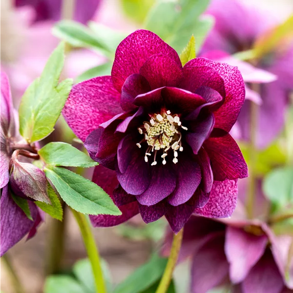 Helleborus orientalis 'Double Ellen Red'
