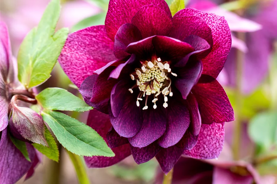 Helleborus orientalis 'Double Ellen Red'
