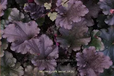 Heuchera micrantha 'Dark Secret'