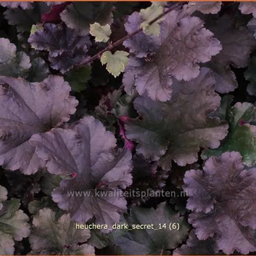 Heuchera micrantha 'Dark Secret'