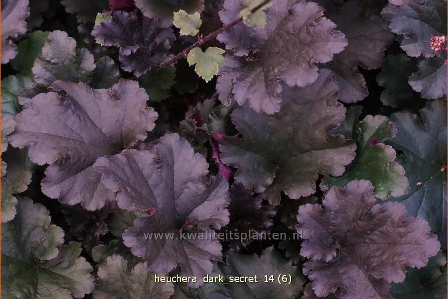 Heuchera micrantha 'Dark Secret'