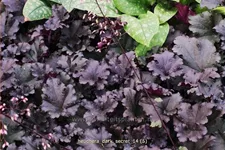 Heuchera micrantha 'Dark Secret'
