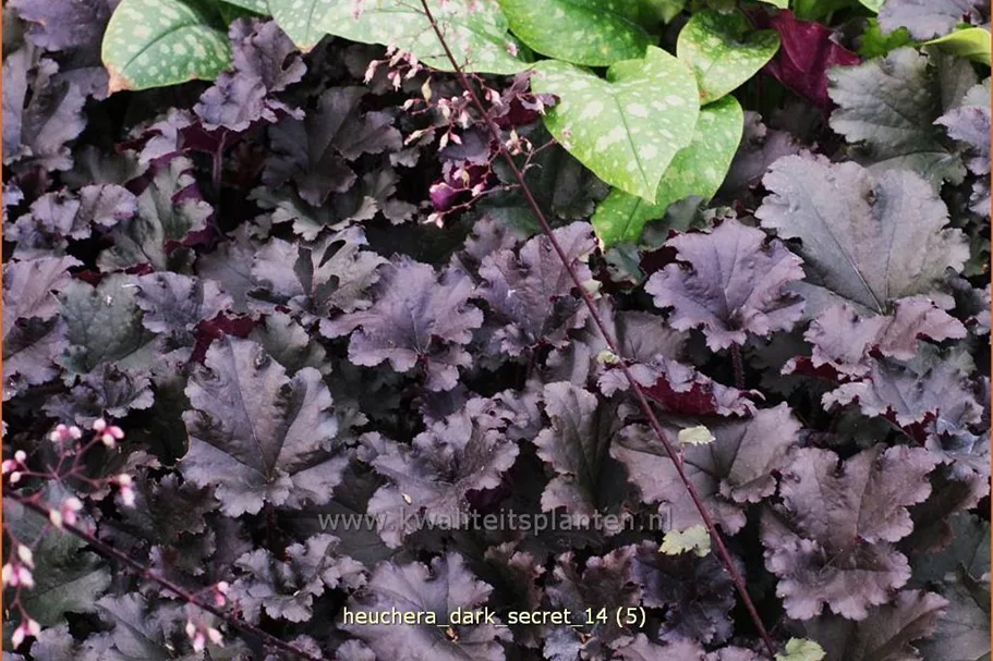 Heuchera micrantha 'Dark Secret'