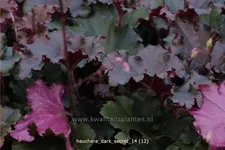 Heuchera micrantha 'Dark Secret'