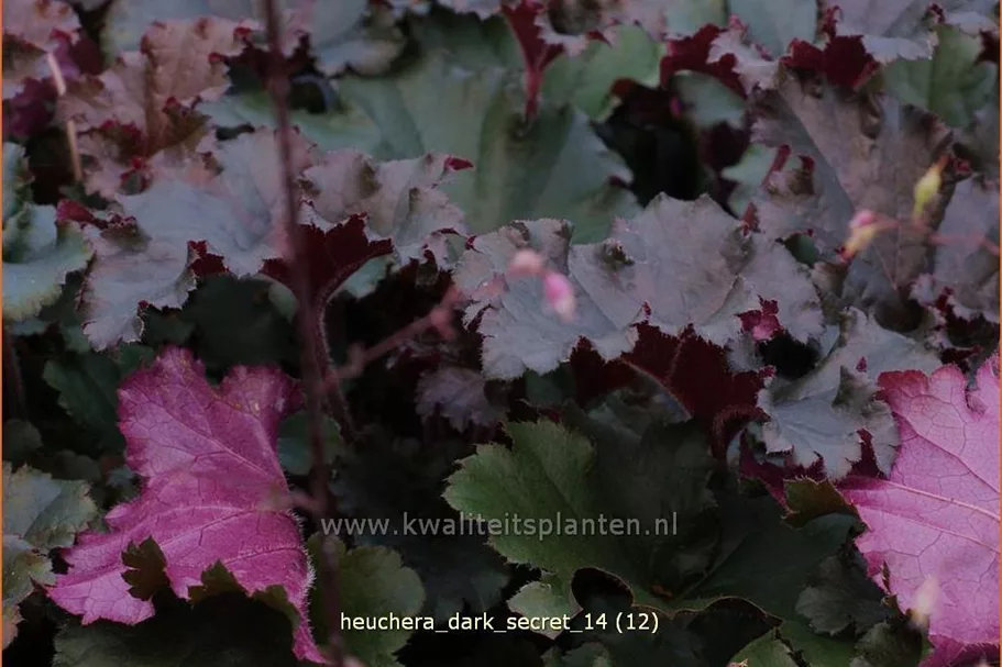 Heuchera micrantha 'Dark Secret'