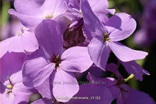 Hesperis matronalis