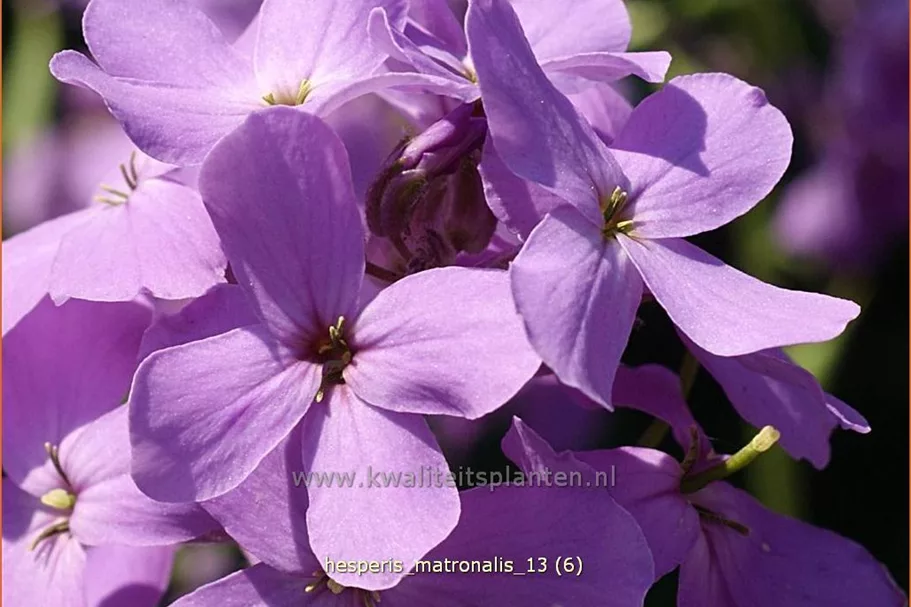 Hesperis matronalis