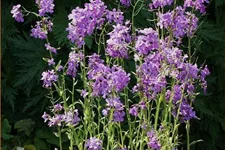 Hesperis matronalis
