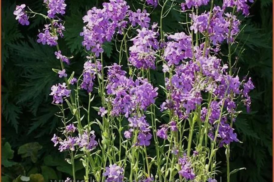 Hesperis matronalis