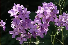 Hesperis matronalis