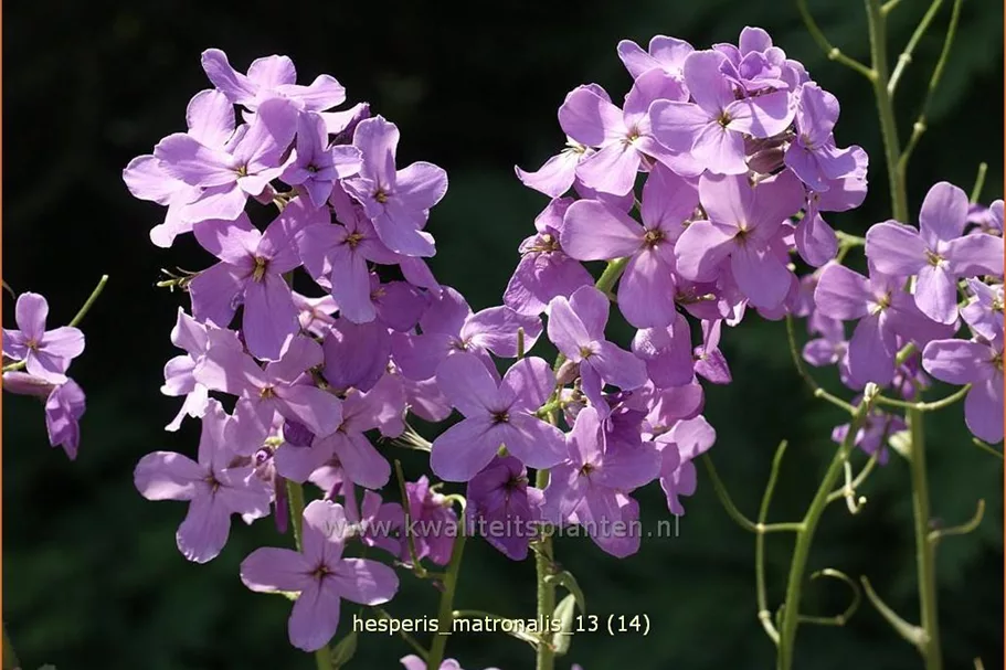 Hesperis matronalis