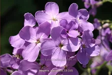 Hesperis matronalis