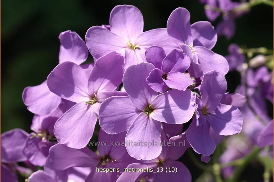 Hesperis matronalis