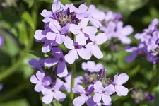 Hesperis matronalis